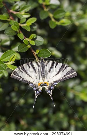 Scarce Swallowtail, Iphiclides Podalirius. Beautiful Butterfly On Flowers. Amazing Macro Photo. Colo