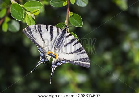 Scarce Swallowtail, Iphiclides Podalirius. Beautiful Butterfly On Flowers. Amazing Macro Photo. Colo