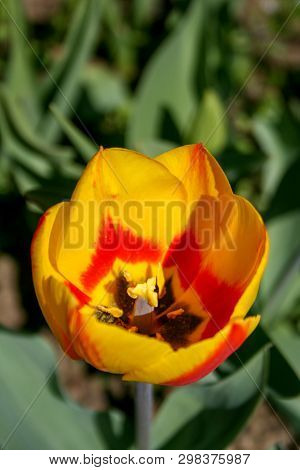 Beautiful Orange And Yellow Tulip With Green Leaves, Blurred Background In Tulips Field Or In The Ga