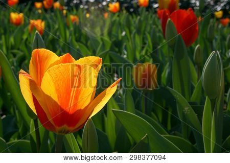 Beautiful Orange And Yellow Tulips With Green Leaves, Blurred Background In Tulips Field Or In The G