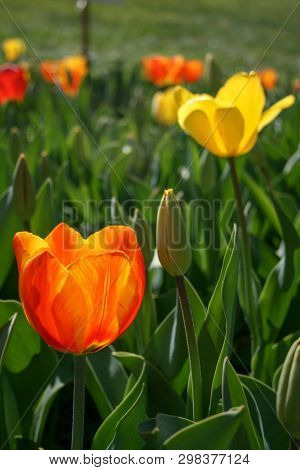 Beautiful Orange And Yellow Tulips With Green Leaves, Blurred Background In Tulips Field Or In The G