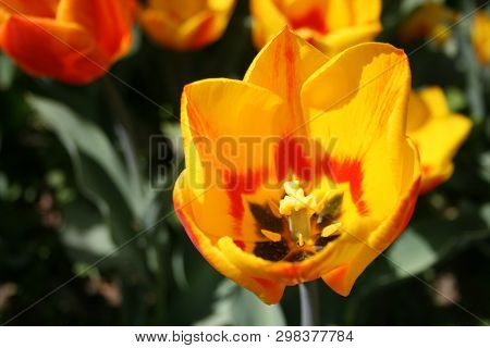 Beautiful Orange And Yellow Tulips With Green Leaves, Blurred Background In Tulips Field Or In The G