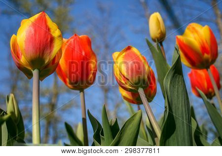Beautiful Orange And Yellow Tulips With Green Leaves, Blurred Background In Tulips Field Or In The G