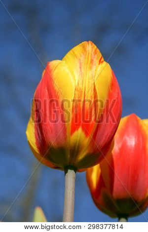 Beautiful Orange And Yellow Tulips With Green Leaves, Blurred Background In Tulips Field Or In The G