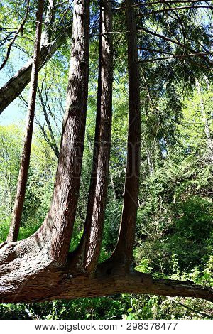Three Fairly Large Healthy Trees Growing Out Of A Dead Tree Trunk. New Life Rejuvenation Concept