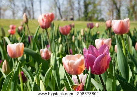 Beautiful Pink, Purple And White Tulips With Green Leaves, Blurred Background In Tulips Field Or In 