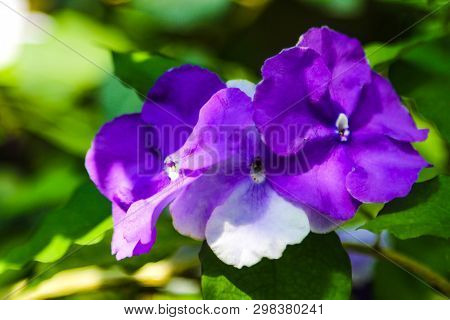 Blooming In Spring Close-up. Nature Background. Sweet Violet, Common Violet, Or Garden Violet.
