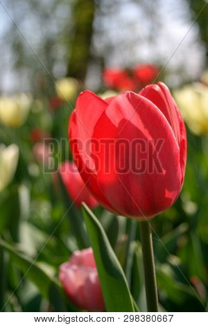 Beautiful Red And White Tulips With Green Leaves, Blurred Background In Tulips Field Or In The Garde