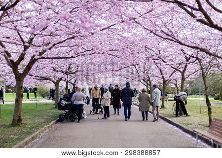 Copenhagen, Denmark - April 08, 2019: People Enjoying The Cherry Tree Blossoming At Bispebjerg Cemet