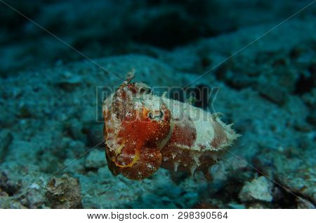 Needle Cuttlefish (sepia Aculeata (lat)) Is Changing Colors, Panglao, Philippines