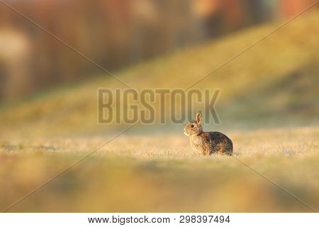 European Rabbit - Oryctolagus Cuniculus On The Meadow In Early Autumn