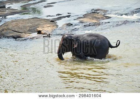Elephants Bathing In Jungle River Of Sri Lanka