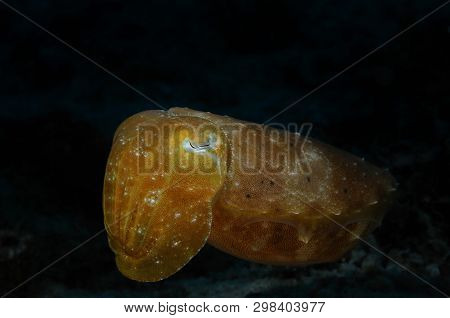 Resting Needle Cuttlefish (sepia Aculeata (lat)) Against Dark Background, Panglao, Philippines
