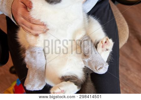 Owner Keeps Fluffy Cat In Socks On Its Front Paws, Protection From Cat Claws