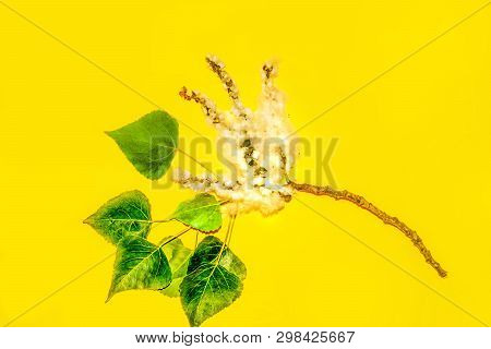 Poplar Down On A Branch With Leaves On Yellow Background