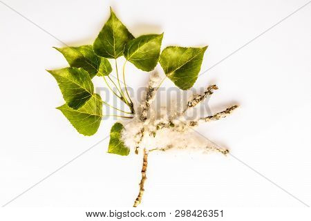 Poplar Down On A Branch With Leaves On White Background