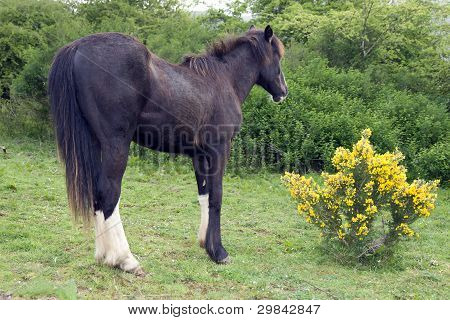 ม้า Grazing หน้าบุชเป็น Furze สีเหลือง