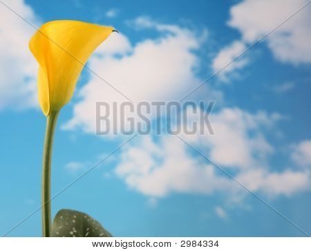 Calla Lilly 5