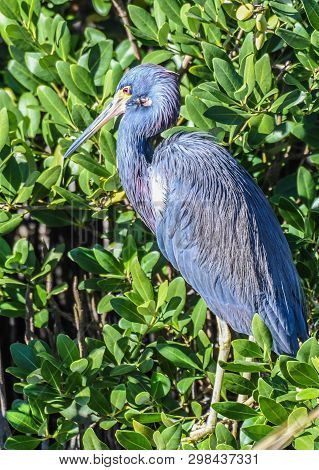 Blue Heron Standing In A Green Bush