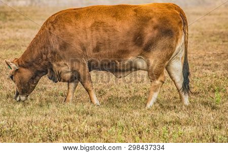 Brown Cow Grazing In A Pasture In Texas