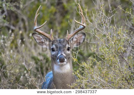 Antlered Buck Coming Out Of The Brush