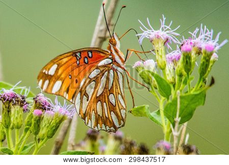 Orange And White Butterfly Feeding On Purple Flower