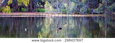 Birds Swimming Peacefully On A Beautiful Australian River Landscape
