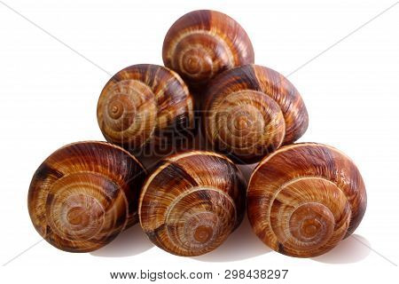 Shell On A White Background, Helix Pomatia Also Roman Snail, Burgundy Snail, Edible Snail Or Escargo
