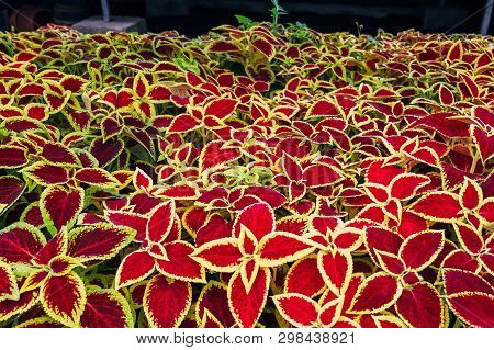 Plants Of Coleus Blumei, Close Up View