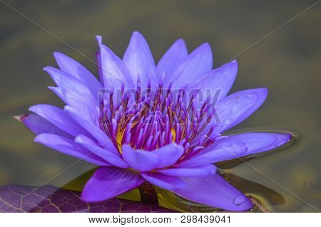 Purple Water Lily And Lily Pad In Pond
