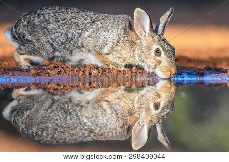 Wild Rabbit Drinking At Pond With Reflection