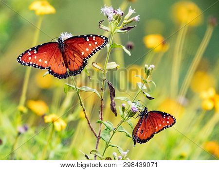 Two Orange Monarch Butterflies On A Purple Flower