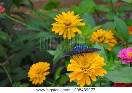 Blue Butterfly Feeding On The Yellow Marigolds