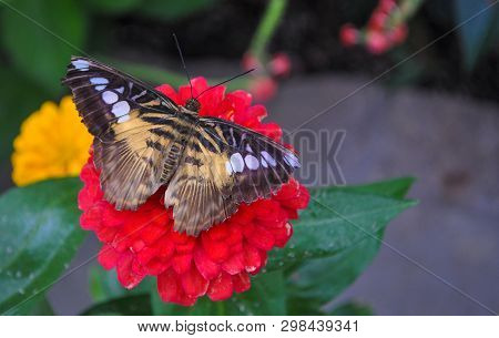 Orange And Black Butterfly On Orange Flower