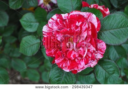 Closeup Of Red And Pink Caranation Blossom