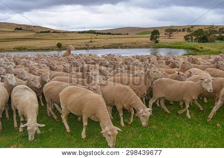 Flock Of Shorn Sheep In A Pasture