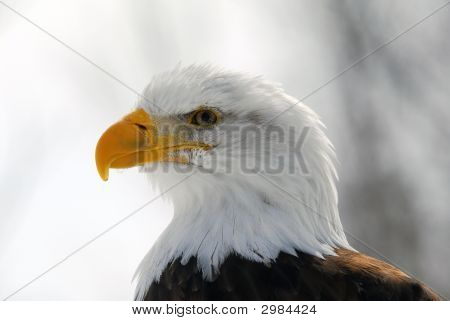 Águila calva americana