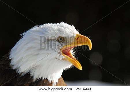 Águila calva americana