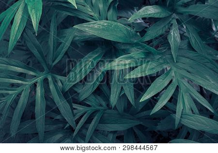 Tropical Green Leaves Of Lasia Spinosa On Dark Background, Nature Summer Forest Plant Concept.green 