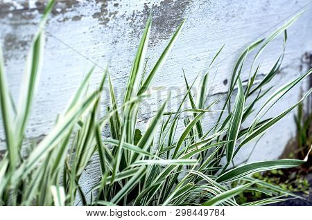 Striped White And Green Ribbon Grass, Phalaris Arundinacea Picta Or Reed Canary Grass Growing By The
