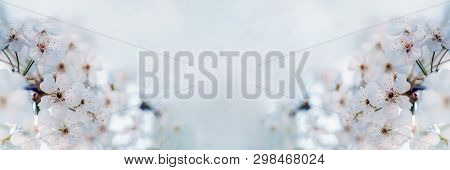 Flowers Of Cherry Against The Sky. Arrangement Of Flowers On A Cherry Tree.