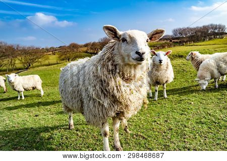 Funny Flock Of Staring Sheep Looking Into The Camera