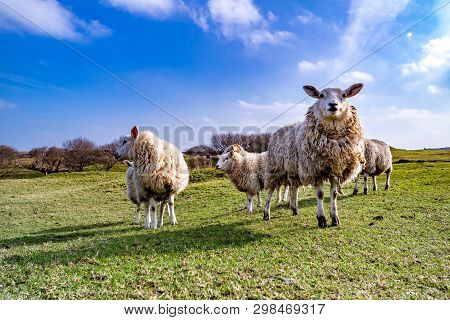 Funny Flock Of Staring Sheep Looking Into The Camera