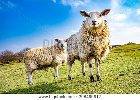 Funny Flock Of Staring Sheep Looking Into The Camera