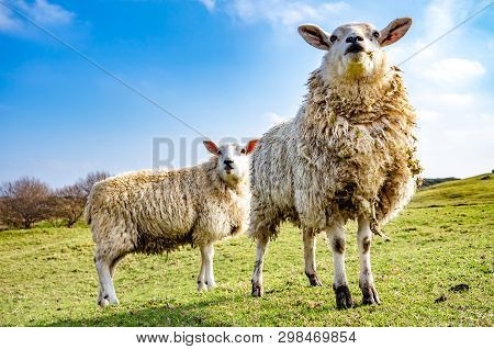 Funny Flock Of Staring Sheep Looking Into The Camera