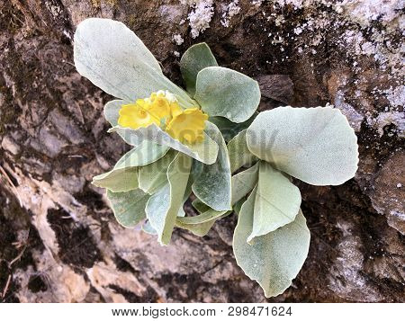 Mountain Cowslip (primula Auricula), Auricula, Bears Ear, Die Aurikel Or Alpenaurikel - Canton Of Ap