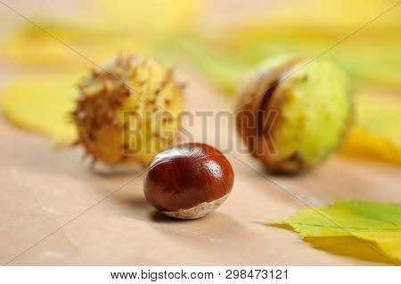 Chestnuts In The Shell Cupule - Horse Chestnut