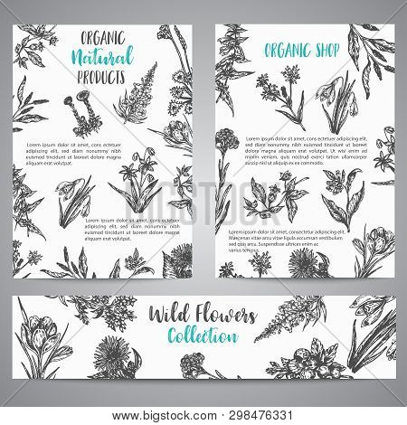 Hand Drawn Herbs And Wild Flowers Brochure Vintage Collection Of Plants Vector Illustrations In Sket