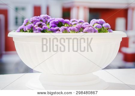 Fluffy Blue Flowers Of Ageratum Houstonianum (flossflower) In White Street Pot A Blurred Steet Backg