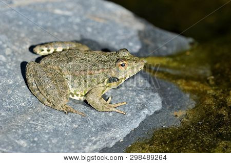 Lake Frog Basking On A Rock - Lurks Among The Rocks And Basks On The Sun